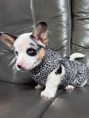 Pup crew small Dog leopard print Puffer Jacket with bow